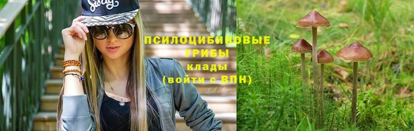 стаф Алзамай